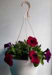 Petunia Assorted 21CM Hanging Basket