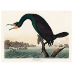 Florida Cormorant Print