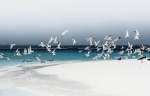 Island Nesting Artwork - 88CM X 124CM