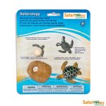 Safariology Life Cycle Of A Green Sea Turtle