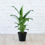 Peace Lily - Sebastian - In 20CM Nursery Pot
