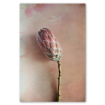 Watercolour Wash Protea 4 - A1 No Frame Print Only
