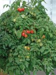 Tomato Tumbler F1 Seed - 5 Raw Seed