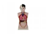 Torso Economy Sexless Torso