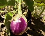 Seeds Chilli Birds Eye 25 Seeds