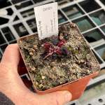 Venus Fly Trap 'gold Strike.' Special Import. - Dormant Plant. 7.5CM Plastic Container.