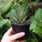 Zebra Haworthia - In 11CM Terracotta Pot