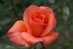 Bloemfontein Hybrid Tea Rose 5LT