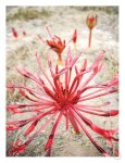 Fynbos Art Print - A1
