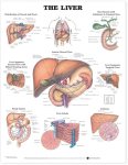 Liver Anatomical Chart 9960