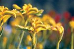 Anigozanthos Bush Zest Seedlings - 3 Plug Plants