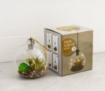 Plant In Glass Hanger 4 Ass
