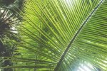 The Palm Art Print - Premium Stretched Canvas A1