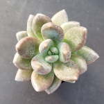 Echeveria Haagai Tolimanensis 4LT