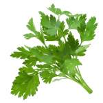 Coriander Essential Oil 20ML