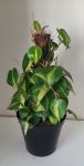 Philodendron Brasil On Moss Pole 30CM Pot