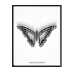 Butterfly Multi Art Print - A3