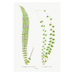 Gathering Green 8 Art Print