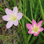 Zephyranthes – Mixed Bulbs