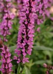 Salvia New Dimension Rose Seed - 500 Coated Seed