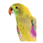 Polly Art Print - A2