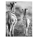 Striped Horse Back Side Art Print - A2