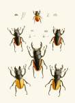 The Cabinet Of Oriental Entomology Pl Xxvii 1848 Art Print - A3