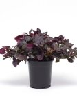Alternanthera Purple Prince Seed - 100 Raw Seed