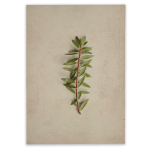 Fynbos 6 Art Print - A3 No Frame Print Only