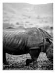 Black Rhino Art Print - A1