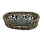 Oval Pet Bed With Pillow - Small - 59CM L X 40CM W X 16CM H