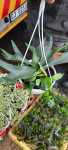 Staghorn Fern 20CM Hanging Basket