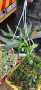 Staghorn Fern 20CM Hanging Basket