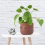 Chinese Money Plant - 14CM Plant In 16CM Terracotta Boob Planter