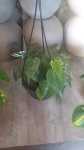 Heart Leaf Philodendron - Hanging Basket - 20CM Hanging Basket