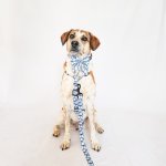 Oopsie Daisy Collar Lead And Harness Bundle - Large