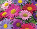 Aster Rainbow Single Mix Seed - 100 G Raw Seed