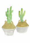 Cactus Basket 3 Art Print
