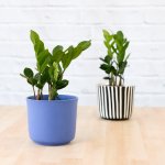 Zz Plant - In Black & White Stripe Ceramic Planter