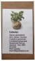 6 Degrees East Heirloom Veg Seeds - Celery Tall Utah Apium Graveolens