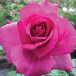 Zulu Royal Rose Std 90CM