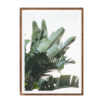 Banana Leaf II Art Print - A3