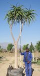 Aloe Bainesii 400LT