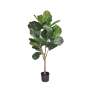 Fiddle Leaf Fig Tree - 150CM