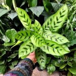 Calathea Leopardina - 14CM Nursery Pot