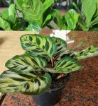 Calathea Makoyana - 14CM Nursery Pot