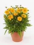 Coreopsis Double The Sun Seed - 500 Primed Seed