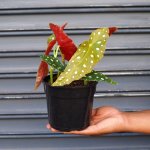Polka Dot Begonia - 14CM Nursery Pot B Grade - With Blemishes
