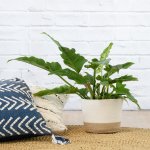 Philodendron - Narrow - In Jute Cotton Planter