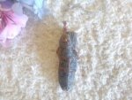 Kyanite Pendulum PMJ3